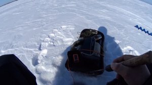 Весенний судак на блесну со льда.