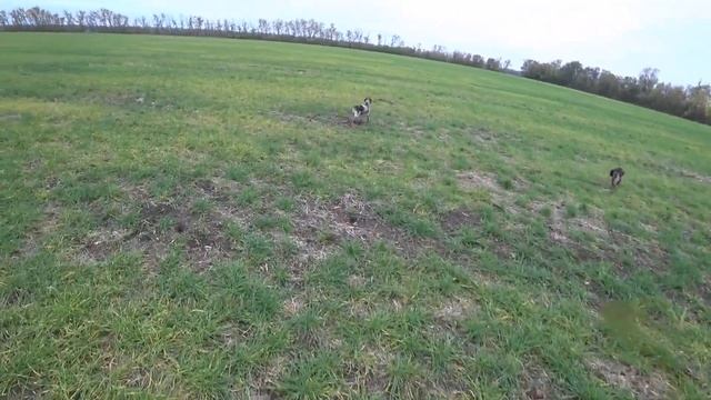 ПОЛЕ ЗАЙЦЕВ! Гюрза и Алтай! Охота на зайца с Курцхаарами! смотреть онлайн