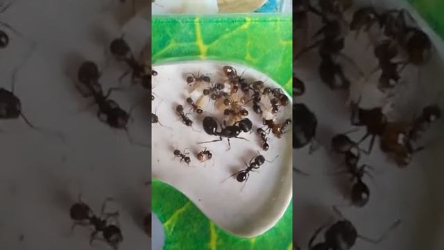 У нас живут муравьи.mp4 смотреть онлайн