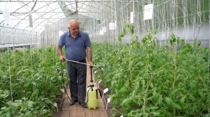 ПРОСТО! Чтобы увеличить урожай томатов, нужно опрыскивать томаты. Пример как опрыскивать помидоры