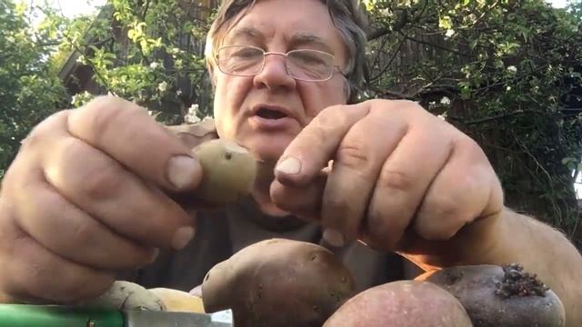 Как правильно резать картошку перед посадкой