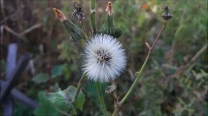 Русский духовный Ренессанс 20 века