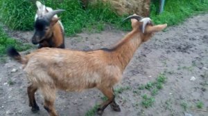 НОВАЯ ПАРОЧКА - Барон и Миланочка.