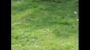 Подборка забавных кенгуру