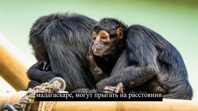 Сборник фактов 2 #животны #факты #интересно