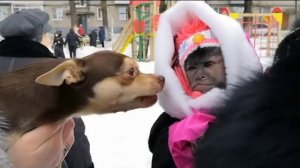 Обезьяна Капуцин Алекса.Проводы зимы.Широкая Масленица в Узловой!!! У Алексы назойливый поклонник!!