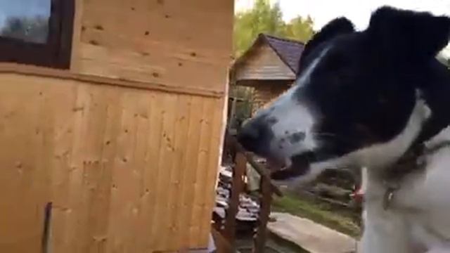 Собака поёт) смотреть онлайн