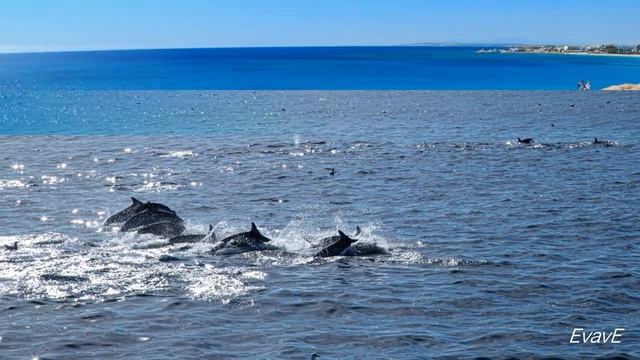 Дельфинотерапия Исцеляющие звуки смотреть онлайн