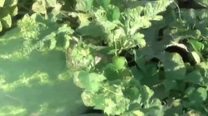 Арбуз Карнак F1 (Nasco 158), очень урожайный, очень сладкий арбуз