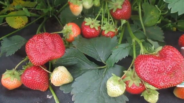 Сорт клубники Мармелада - саженцы клубники из питомника можно -купить в Витебске смотреть онлайн