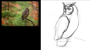 сова линейный рисунок