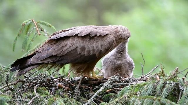 Черный коршун. Птицы наших лесов смотреть онлайн