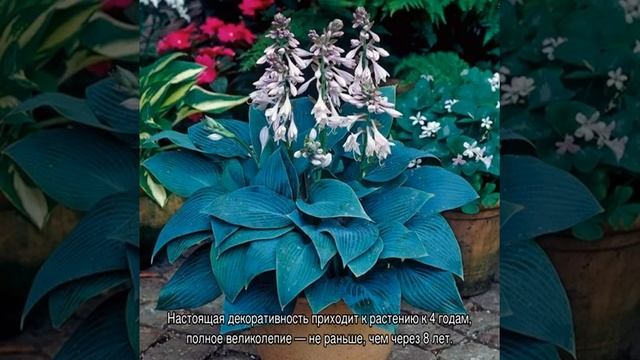 Хосты — сорта и виды смотреть онлайн