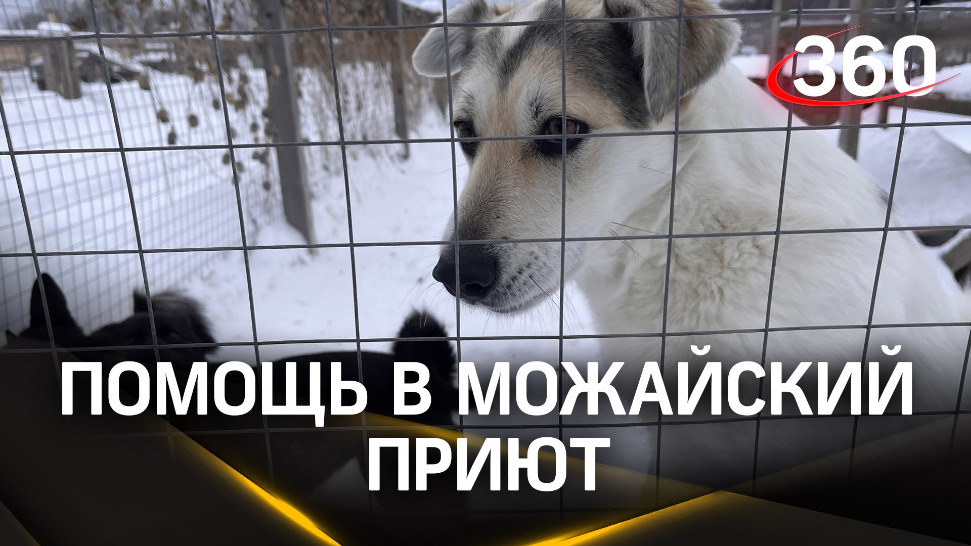 7 коробок корма собрали для Можайского приюта бездомных животных ученики шаховской гимназии