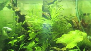 Нимфея тигровая или кувшинка (Nymphaea lotus)