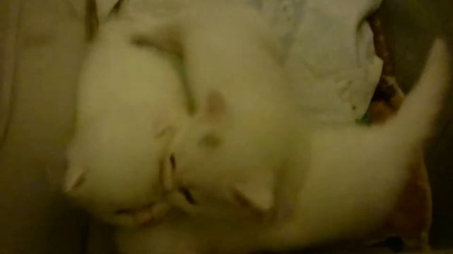 Белые шотландские котята 2 смотреть онлайн