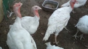 У индюков болячки и шишки на голове//оспа//чем обрабатывать