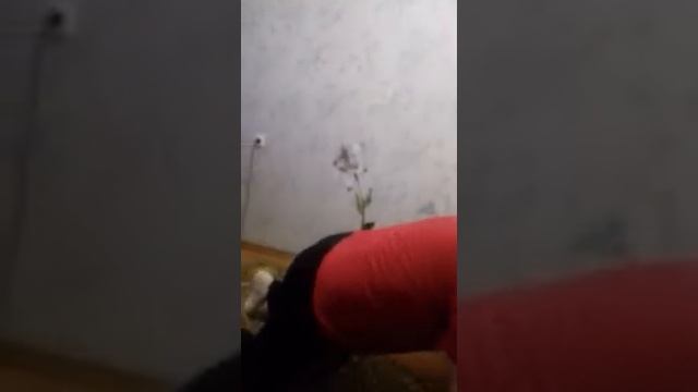 Джамалдинов Джалал Низамудинович тренер преподаватель отделения рукопашный бой