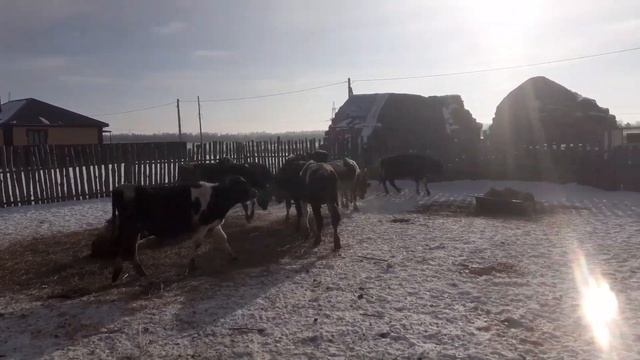 Вес годовалых Гольштинских быков.? смотреть онлайн