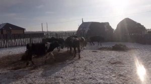 Вес годовалых Гольштинских быков.?