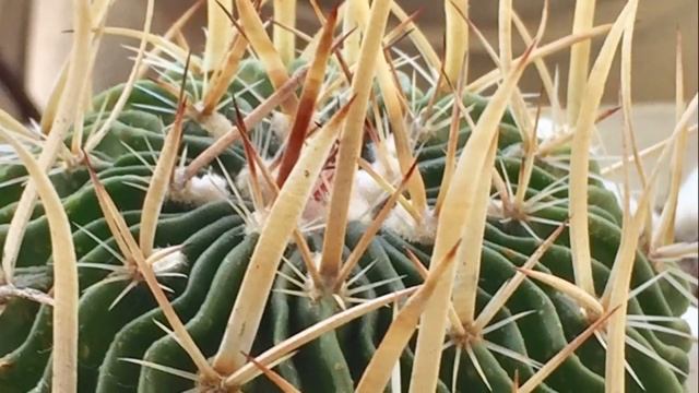 Cactus Wednesday: Stenocactus Tricuspidatus