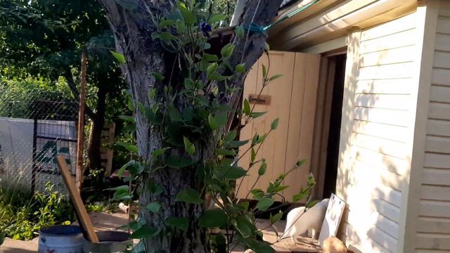 Обзор сада! цветут лилии и клематисы! смотреть онлайн