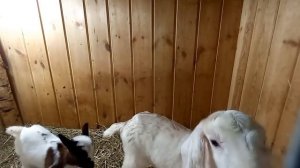 7 коз на мясо! Особенности холодного содержания, все тонкости которые нужно учитывать.