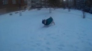 ЧЕМ КОРМИТЬ МОПСА?