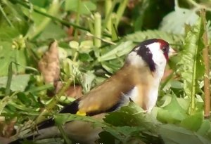 щегол завтракает на свежескошенной лужайке, 13.06.2022