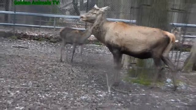 Звуки Оленей 4 К Как Разговаривают И Поют Олени? Зоопарк Пение/Reindeer Sounds 4K How Do Reindeer смотреть онлайн