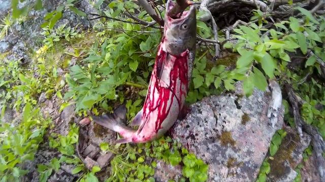 Северная рыбалка. Часть 2. Рыбалка на реке Климковке