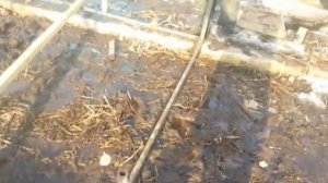 самодельные дуги   теплица 1