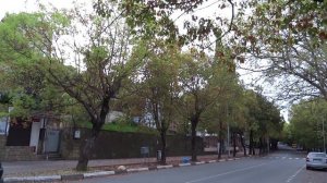 ТАКОЕ СЛЫШАЛИ? Листопад в апреле! Когда опадает листва в Сочи? Камфорный лавр. Лазаревское, 2016