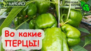 УРОЖАЙ ПЕРЦА ГОРАЗДО БОЛЬШЕ! Ни одна завязь НЕ ПРОПАДЕТ, ни один цветок НЕ ОТВАЛИТСЯ!