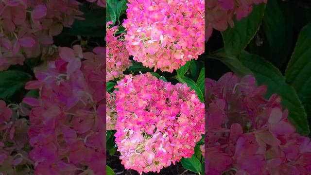 Hydrangeas | flowers | panicle hydrangeas #garden #limelight #hydrangeas #indian  #landscape #usa