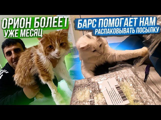 Как обстановка в Котидоме и Вольерах. Лечим Ориона и Сапфира. Посылка от подписчицы❤️ Барс помогает
