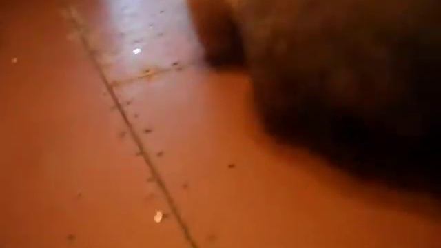 Щенки чау чау смотреть онлайн