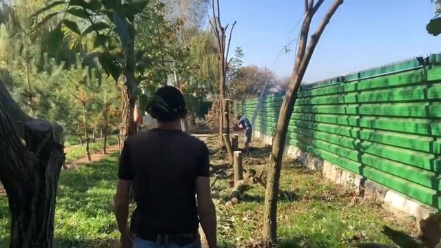 Как правильно обрезать и спилить дерево... смотреть онлайн