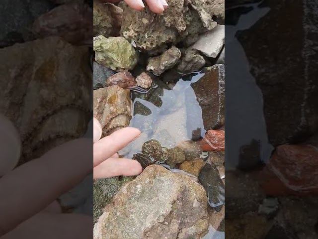 маленькая звёздочка морская. смотреть онлайн