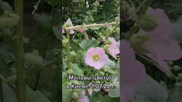 Мальвы цветут в Киеве. 1.07.22 г. #цветы #флора #мальвы #мальвыцветут #лето2022 #природакрасота