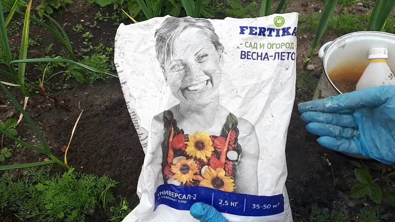 Земляничные хлопоты. Ещё раз о размножении делением куста.