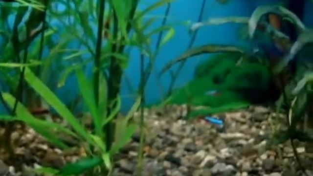 Растения для аквариума смотреть онлайн