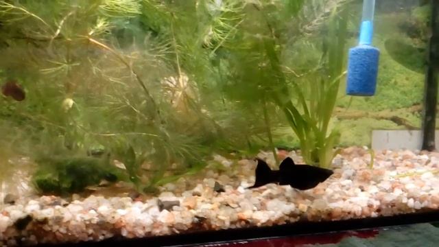 ? Роды моллинезии смотреть онлайн