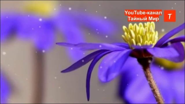 КАК СТАТЬ ПРОВОДНИКОМ ЭНЕРГИИ СВЕТА  Техника.
