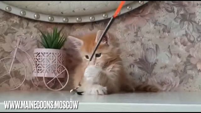 Кот мейн-кун красный дым 1,5 месяца смотреть онлайн