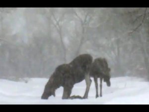 Лоси лижут соль на дорогу [Чернобыльская зона]