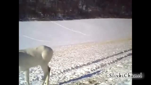 Прикол Потерял рога смотреть онлайн