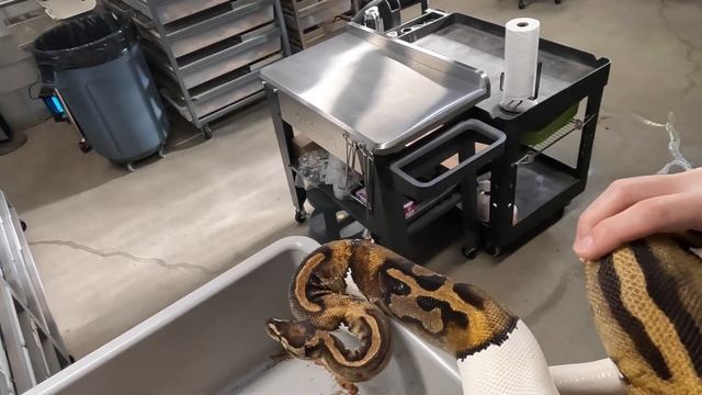 Terrified of Snakes? Watch this Before You Pick Up Your Ball Python!