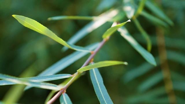 Salix purpurea - Purple osier Willow смотреть онлайн