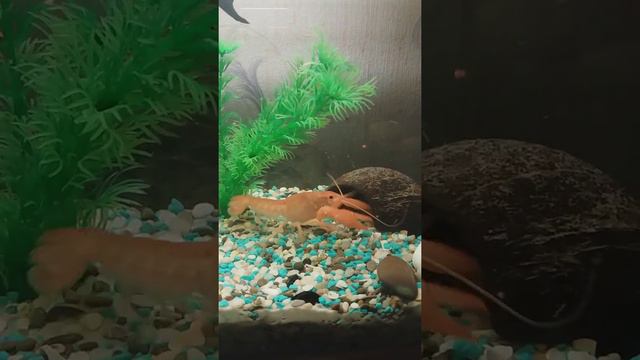 Раки дерутся смотреть онлайн